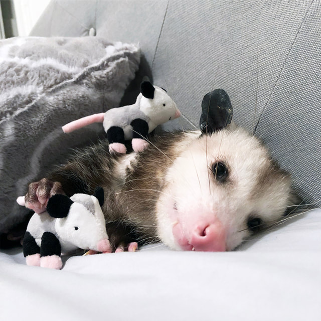 Starry Surprise Pouched Opossum Plush With Babies
